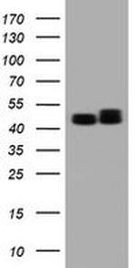 SERBP1 Antibody in Western Blot (WB)