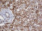 SERBP1 Antibody in Immunohistochemistry (Paraffin) (IHC (P))