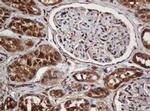 SERBP1 Antibody in Immunohistochemistry (Paraffin) (IHC (P))