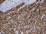 SERBP1 Antibody in Immunohistochemistry (Paraffin) (IHC (P))