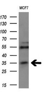 MAGEA3 Antibody in Western Blot (WB)