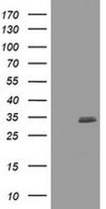 CUEDC2 Antibody in Western Blot (WB)