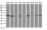 CUEDC2 Antibody in Western Blot (WB)