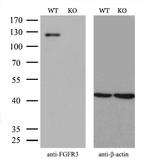 FGFR3 Antibody