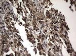 RASGRP3 Antibody in Immunohistochemistry (Paraffin) (IHC (P))