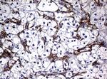 RASGRP3 Antibody in Immunohistochemistry (Paraffin) (IHC (P))