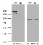 PIK3C2A Antibody