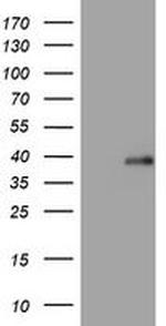 PIK3C2A Antibody in Western Blot (WB)