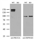 PIK3C2A Antibody in Western Blot (WB)