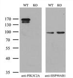 PIK3C2A Antibody