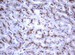 NEU1 Antibody in Immunohistochemistry (Paraffin) (IHC (P))