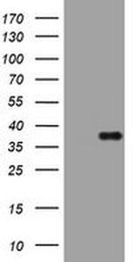 PIK3C2A Antibody in Western Blot (WB)