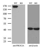 PIK3C2A Antibody in Western Blot (WB)