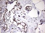 USP44 Antibody in Immunohistochemistry (Paraffin) (IHC (P))