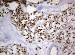 USP44 Antibody in Immunohistochemistry (Paraffin) (IHC (P))