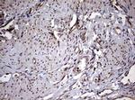 USP44 Antibody in Immunohistochemistry (Paraffin) (IHC (P))