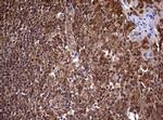 USP44 Antibody in Immunohistochemistry (Paraffin) (IHC (P))