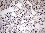 USP44 Antibody in Immunohistochemistry (Paraffin) (IHC (P))