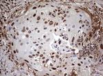 USP44 Antibody in Immunohistochemistry (Paraffin) (IHC (P))