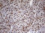 USP44 Antibody in Immunohistochemistry (Paraffin) (IHC (P))