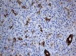 BNIP1 Antibody in Immunohistochemistry (Paraffin) (IHC (P))