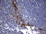 BNIP1 Antibody in Immunohistochemistry (Paraffin) (IHC (P))