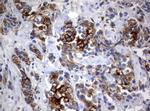 BNIP1 Antibody in Immunohistochemistry (Paraffin) (IHC (P))