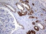 BNIP1 Antibody in Immunohistochemistry (Paraffin) (IHC (P))