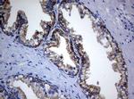 BNIP1 Antibody in Immunohistochemistry (Paraffin) (IHC (P))