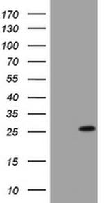 BNIP1 Antibody in Western Blot (WB)