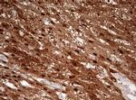 ASL Antibody in Immunohistochemistry (Paraffin) (IHC (P))