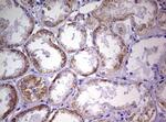 NDUFS2 Antibody in Immunohistochemistry (Paraffin) (IHC (P))