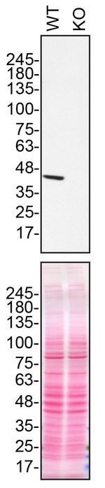 NDUFS2 Antibody