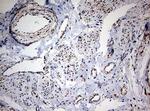 NDUFS2 Antibody in Immunohistochemistry (Paraffin) (IHC (P))