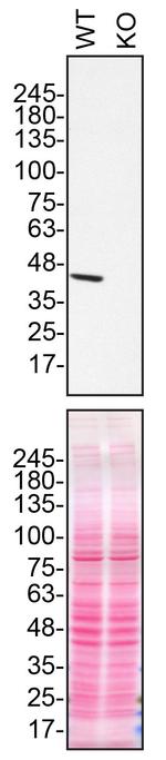 NDUFS2 Antibody in Western Blot (WB)