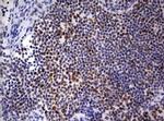 PARN Antibody in Immunohistochemistry (Paraffin) (IHC (P))