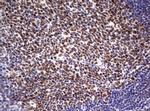 PARN Antibody in Immunohistochemistry (Paraffin) (IHC (P))