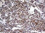 PARN Antibody in Immunohistochemistry (Paraffin) (IHC (P))