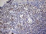 PARN Antibody in Immunohistochemistry (Paraffin) (IHC (P))