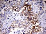 HMBS Antibody in Immunohistochemistry (Paraffin) (IHC (P))