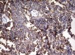 HMBS Antibody in Immunohistochemistry (Paraffin) (IHC (P))