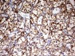 HMBS Antibody in Immunohistochemistry (Paraffin) (IHC (P))