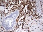 DOCK2 Antibody in Immunohistochemistry (Paraffin) (IHC (P))