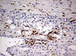 DOCK2 Antibody in Immunohistochemistry (Paraffin) (IHC (P))