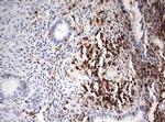 DOCK2 Antibody in Immunohistochemistry (Paraffin) (IHC (P))