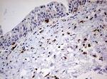 DOCK2 Antibody in Immunohistochemistry (Paraffin) (IHC (P))