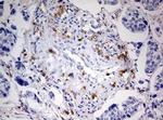 DOCK2 Antibody in Immunohistochemistry (Paraffin) (IHC (P))