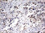 PARN Antibody in Immunohistochemistry (Paraffin) (IHC (P))