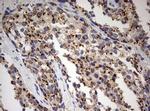 PARN Antibody in Immunohistochemistry (Paraffin) (IHC (P))