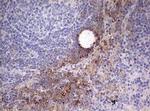 OAS2 Antibody in Immunohistochemistry (Paraffin) (IHC (P))